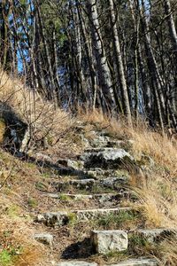 Plants and trees in forest