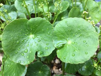 Close-up of wet plant leaves during rainy season