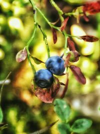 Close-up of leaves against blurred background