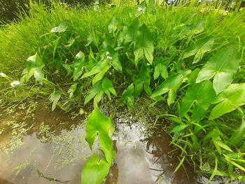 High angle view of green leaves on field