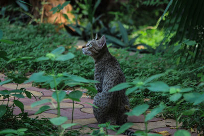 View of a cat on field