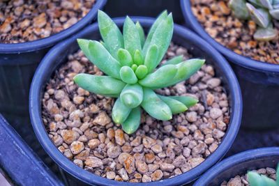 High angle view of succulent plant