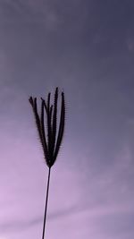 Low angle view of plant against sky
