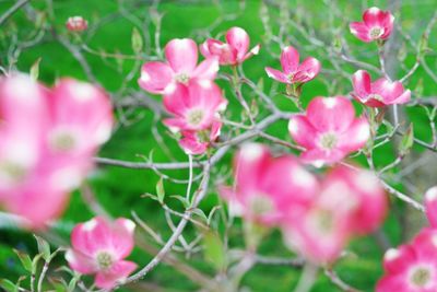 Close-up of pink flowers blooming outdoors