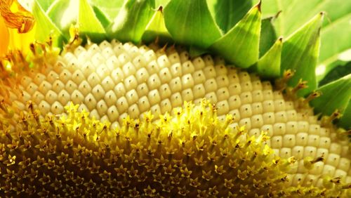 Close-up of yellow flowers growing on plant