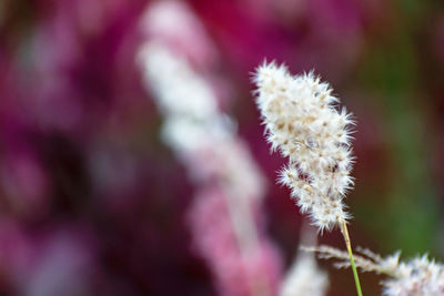 Close-up of flower against blurred background