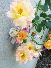 Close-up of yellow roses blooming outdoors