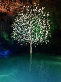 Plants by water at night