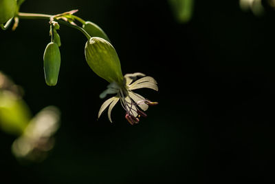 Close-up of plant