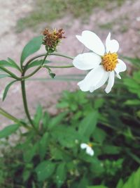 Close-up of white flowering plant