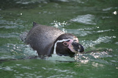 Close-up of turtle swimming in water