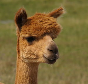 Close-up portrait of a horse