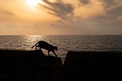 Silhouette horse in sea against sunset sky