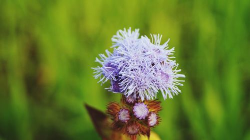 Close-up of purple flowers