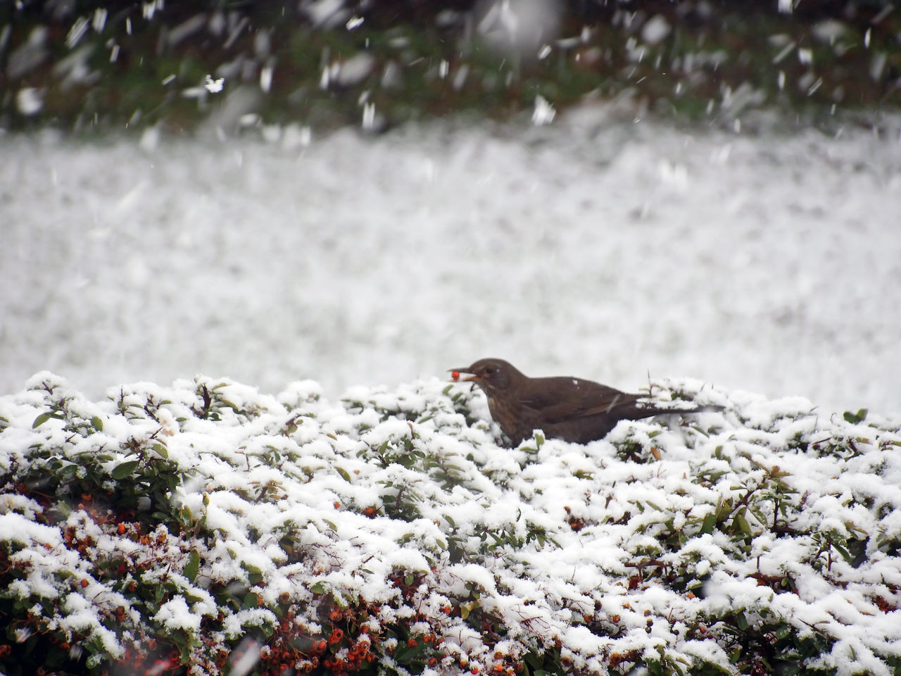 BIRD PERCHING ON SNOW