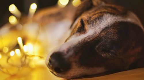 Close-up of dog sleeping