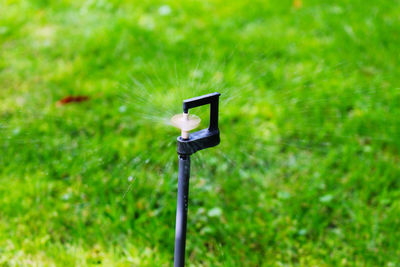 View of a bird on a field