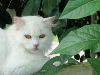 Close-up portrait of a cat