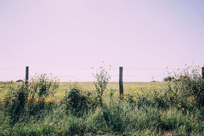 Scenic view of field against clear sky