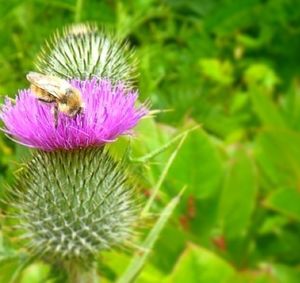 Close-up of honey bee on flower