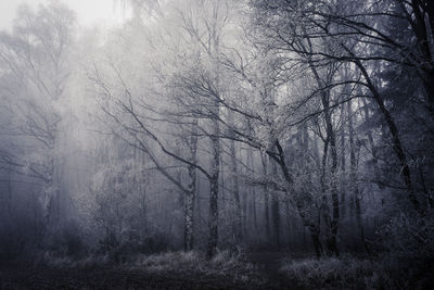 Close-up of trees in forest