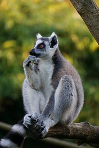 Close-up of lemur