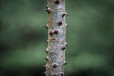 Close-up of tree trunk