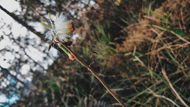 animal themes, animals in the wild, one animal, wildlife, insect, focus on foreground, nature, selective focus, flying, close-up, flower, plant, growth, beauty in nature, spread wings, full length, perching, day, outdoors, animal wing