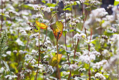 Butterfly pollinating on flower