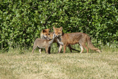 View of two cats on ground