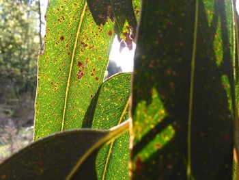 Close-up of leaves on tree trunk