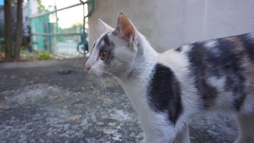 Close-up of cat looking away