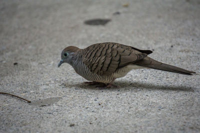 High angle view of bird perching on sand