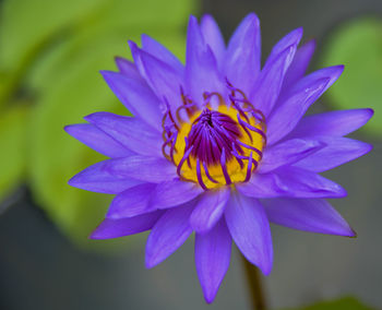 Close-up of flower blooming outdoors