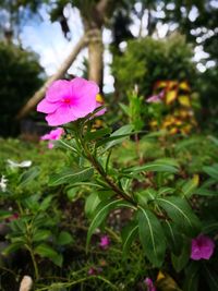 Close-up of pink flower blooming outdoors