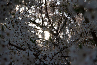 Low angle view of cherry blossom tree