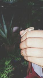 Close-up of hand holding lizard