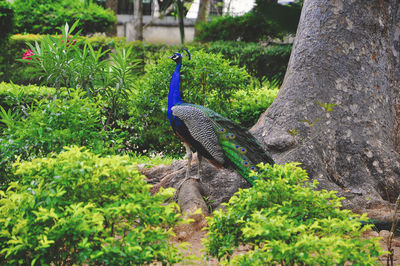 Peacock on tree