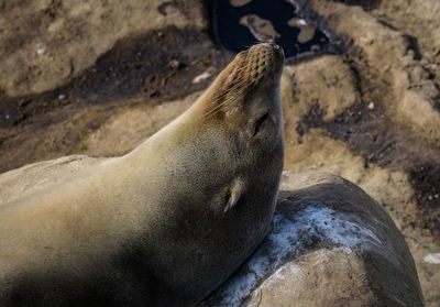 Close-up of seal on rock