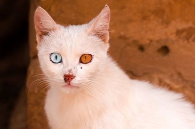 Close-up portrait of white cat