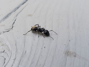 High angle view of ant on wood