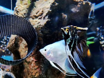 Close-up of fish swimming in sea