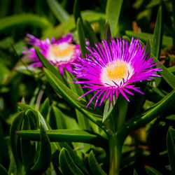 Close-up of purple flowers blooming in field