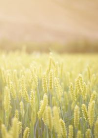 Close-up of wheat growing on field