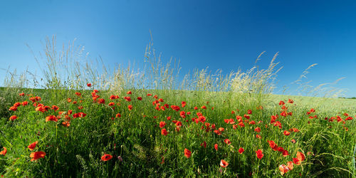 Red flowering plants on field against clear blue sky