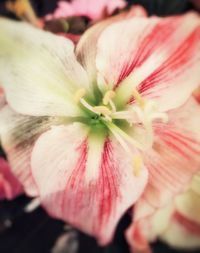 Close-up of pink flowers