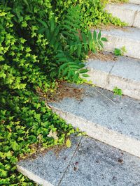 Ivy growing on plant