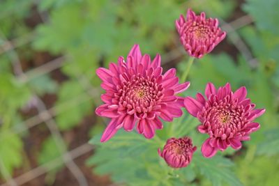 Close-up of flowers blooming outdoors