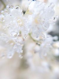 Close-up of flower in water