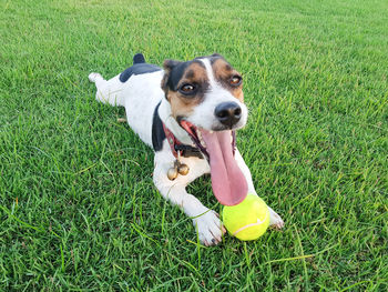 High angle view of dog on field